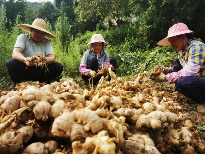 大黄姜，小黄姜
