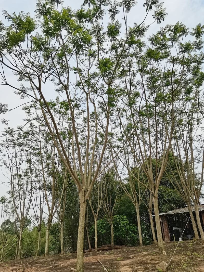 蓝花楹15公分精品树型