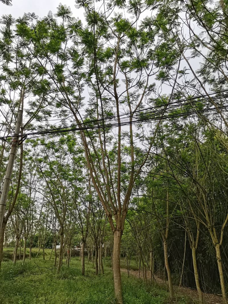 蓝花楹15公分精品树型