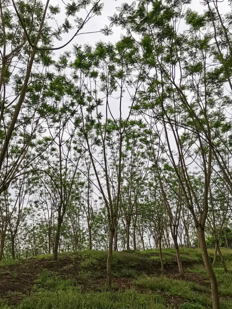 蓝花楹15公分精品树型