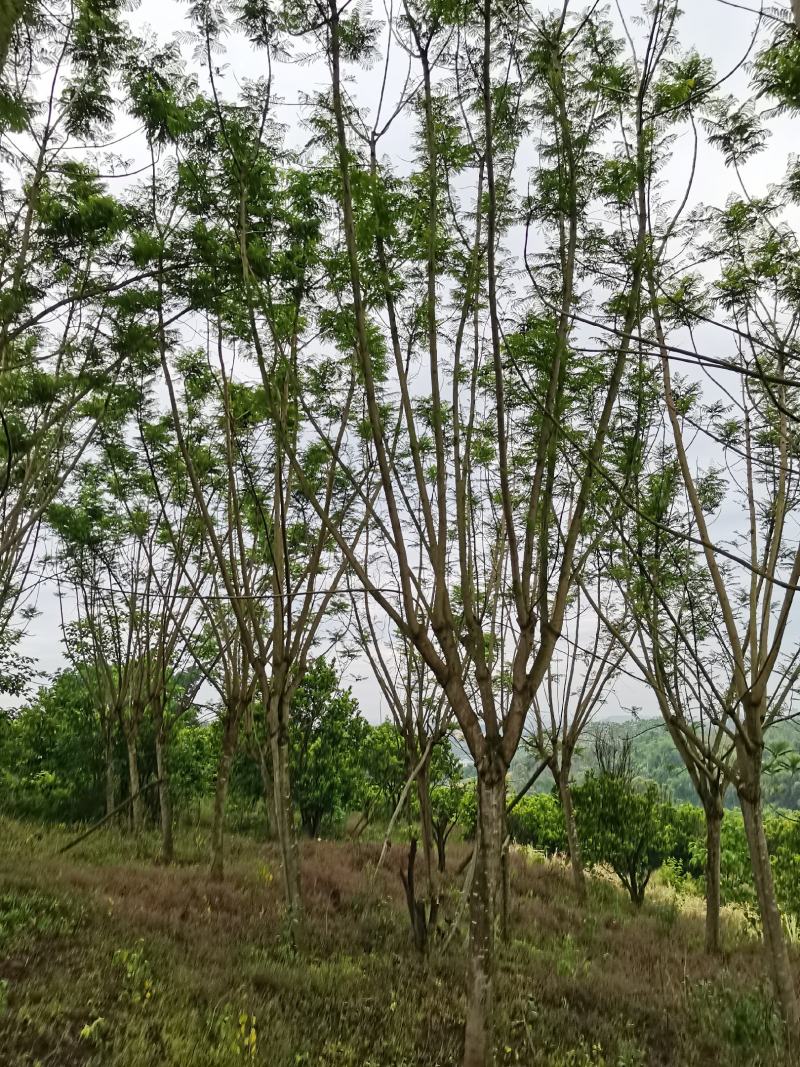 蓝花楹15公分精品树型