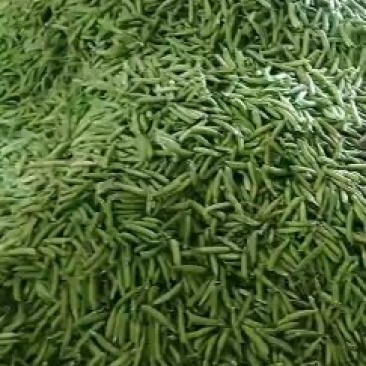 豌豆角盛产基地，刚刚开始上市
