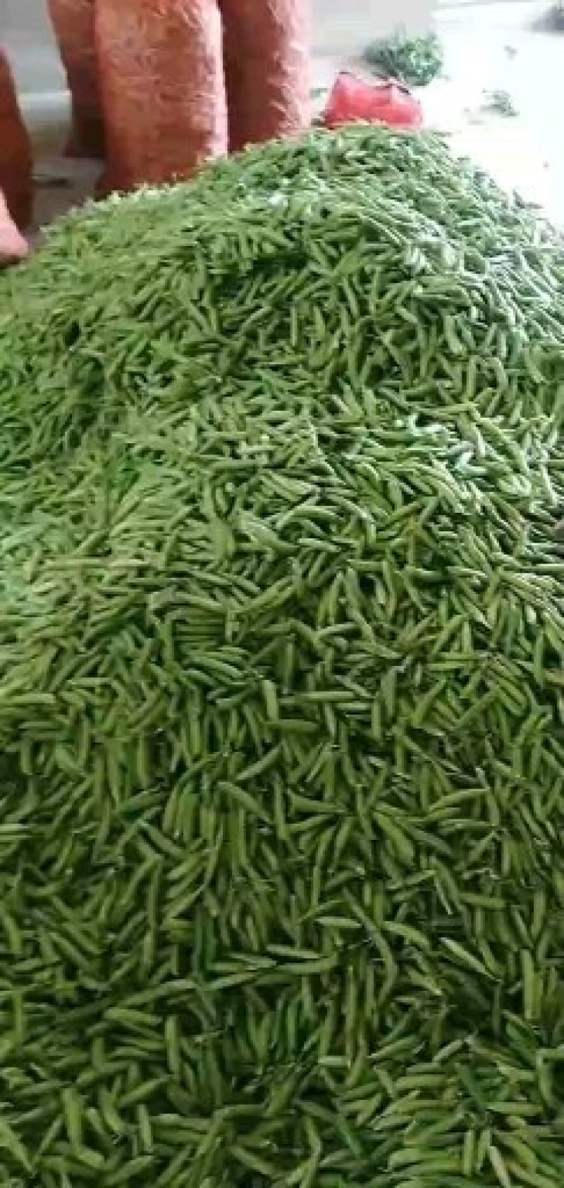 豌豆角盛产基地，刚刚开始上市