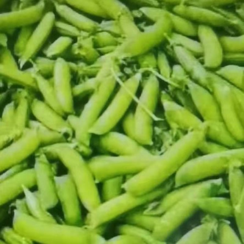 豌豆角盛产基地，刚刚开始上市