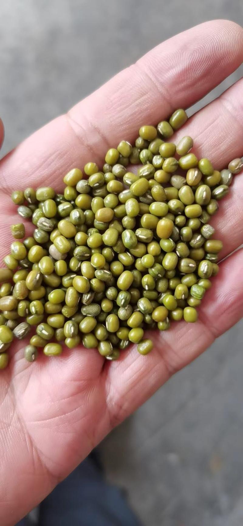 绿豆，毛绿豆，新季（国产和进口）绿豆，大中小粒都有现货，