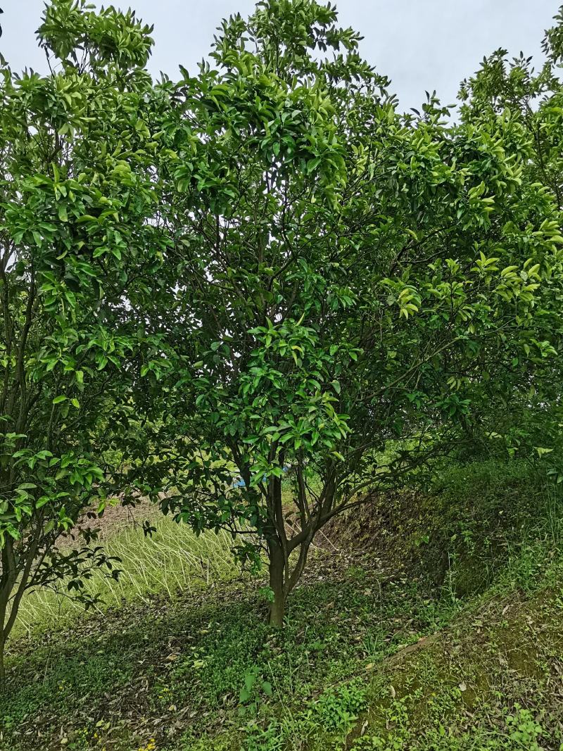 香泡，柚子树全冠，