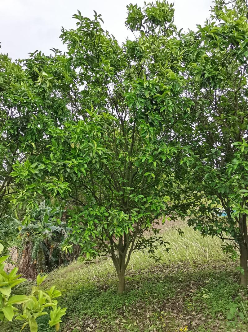 香泡，柚子树全冠，
