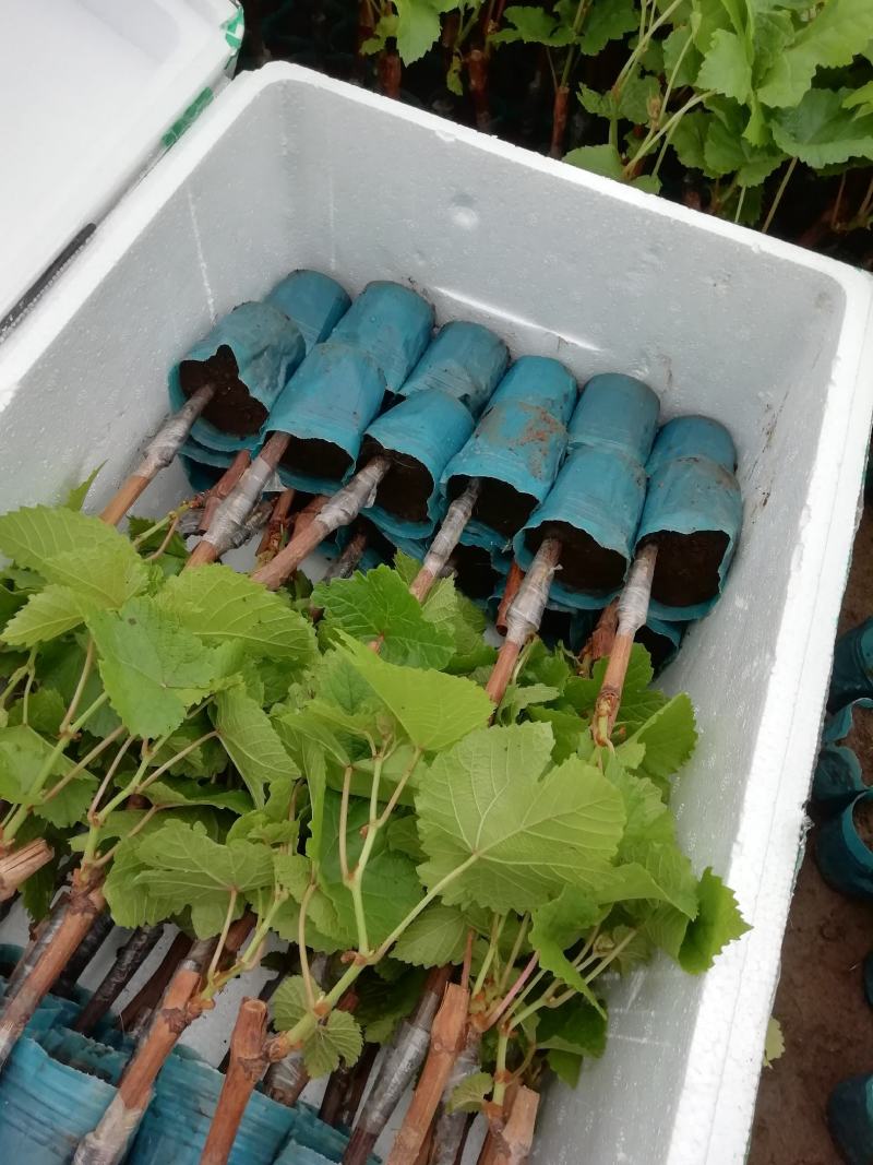 冰葡萄，北冰红，维代尔，双优，双红等酿酒葡萄苗
