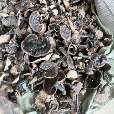小灵芝