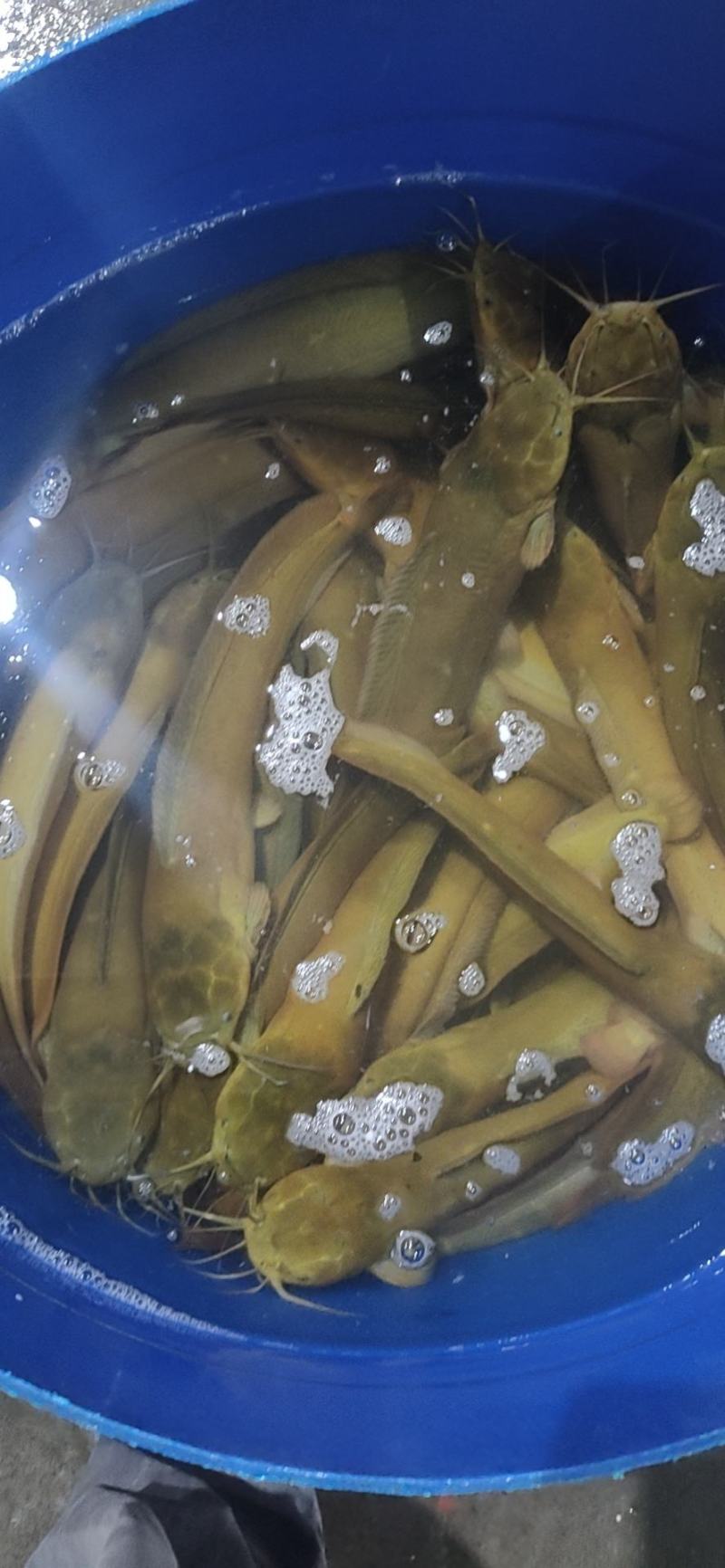长期专业供应批发零售塘虱鱼，
