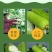 河南农家丝瓜短棒肉丝瓜现摘孕妇下奶营养应季新鲜蔬菜包邮