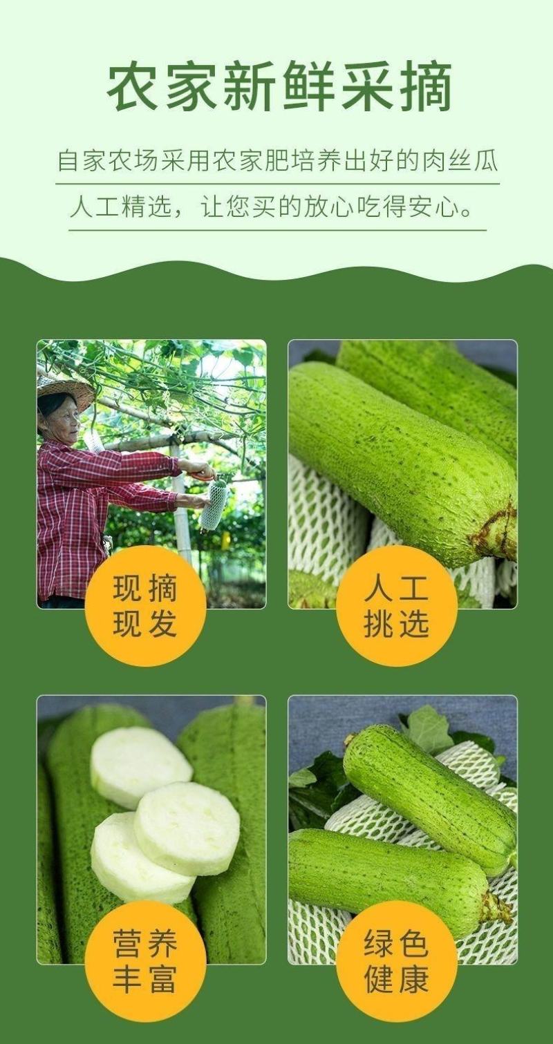 河南农家丝瓜短棒肉丝瓜现摘孕妇下奶营养应季新鲜蔬菜包邮