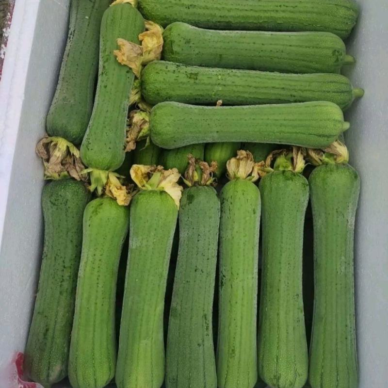 河南农家丝瓜短棒肉丝瓜现摘孕妇下奶营养应季新鲜蔬菜包邮