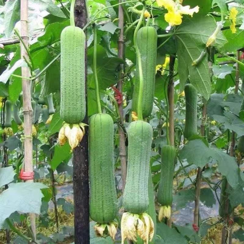 河南农家丝瓜短棒肉丝瓜现摘孕妇下奶营养应季新鲜蔬菜包邮