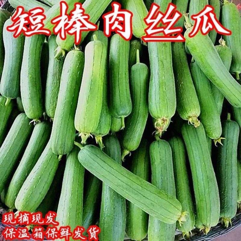 河南农家丝瓜短棒肉丝瓜现摘孕妇下奶营养应季新鲜蔬菜包邮