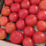 每日现摘精品大红西红柿硬粉产地一手货源质量保证保供