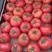 每日现摘精品大红西红柿硬粉产地一手货源质量保证保供