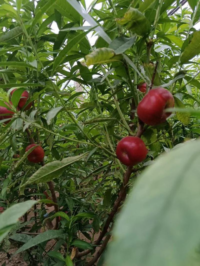 红皮黄肉油蟠桃