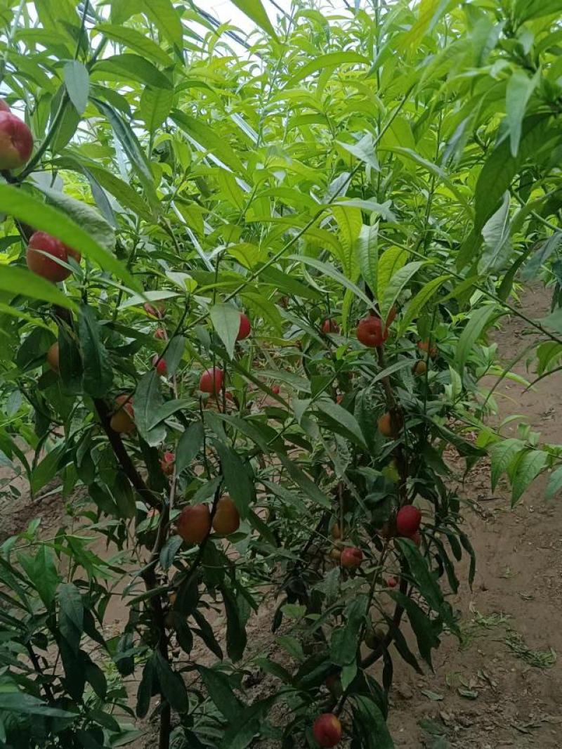红皮黄肉油蟠桃