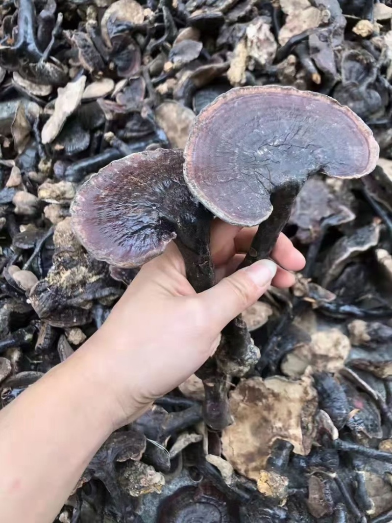 野生灵芝2022年新货灵芝浓浓的香味
