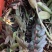 2022.5.1.铁皮石斛大苗正是种植季节1/3年上苗