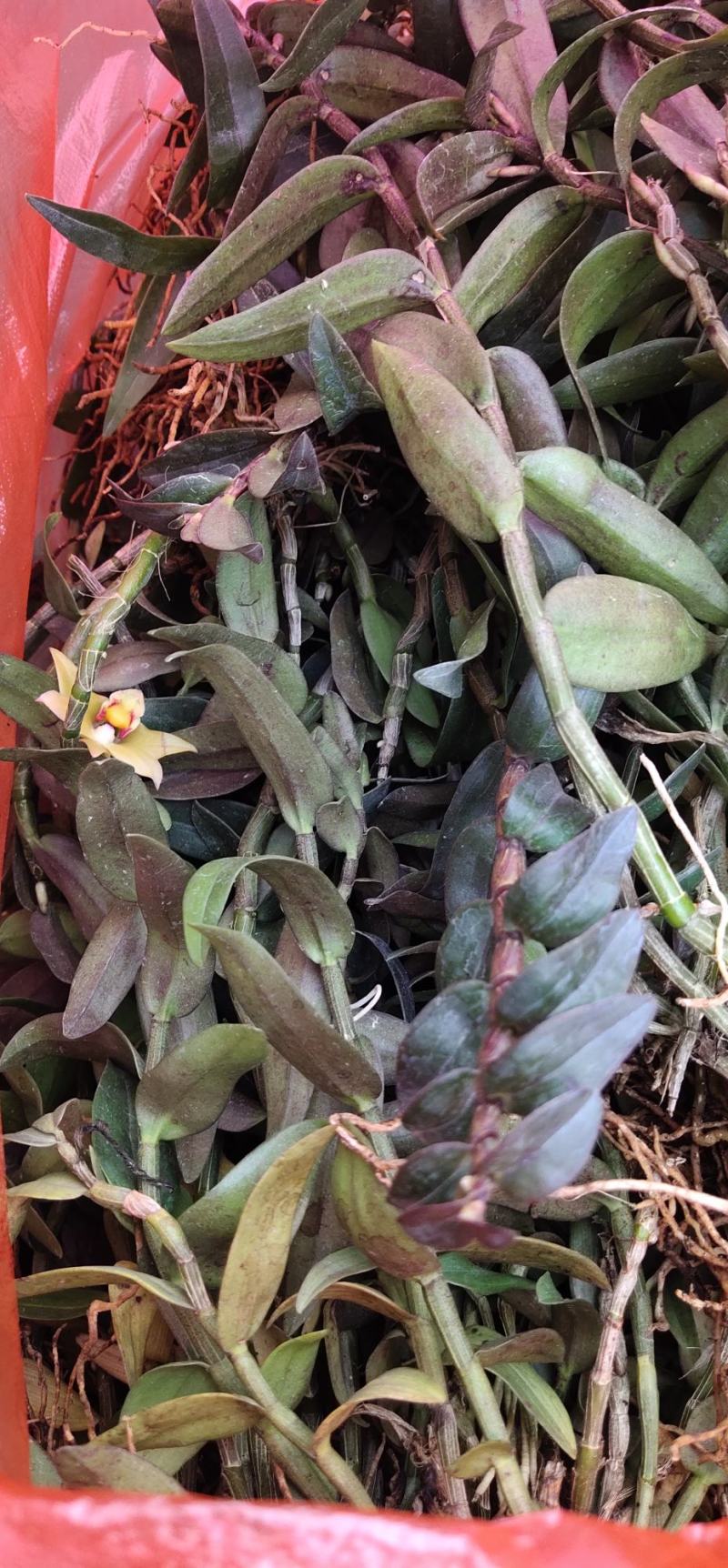 2022.5.1.铁皮石斛大苗正是种植季节1/3年上苗