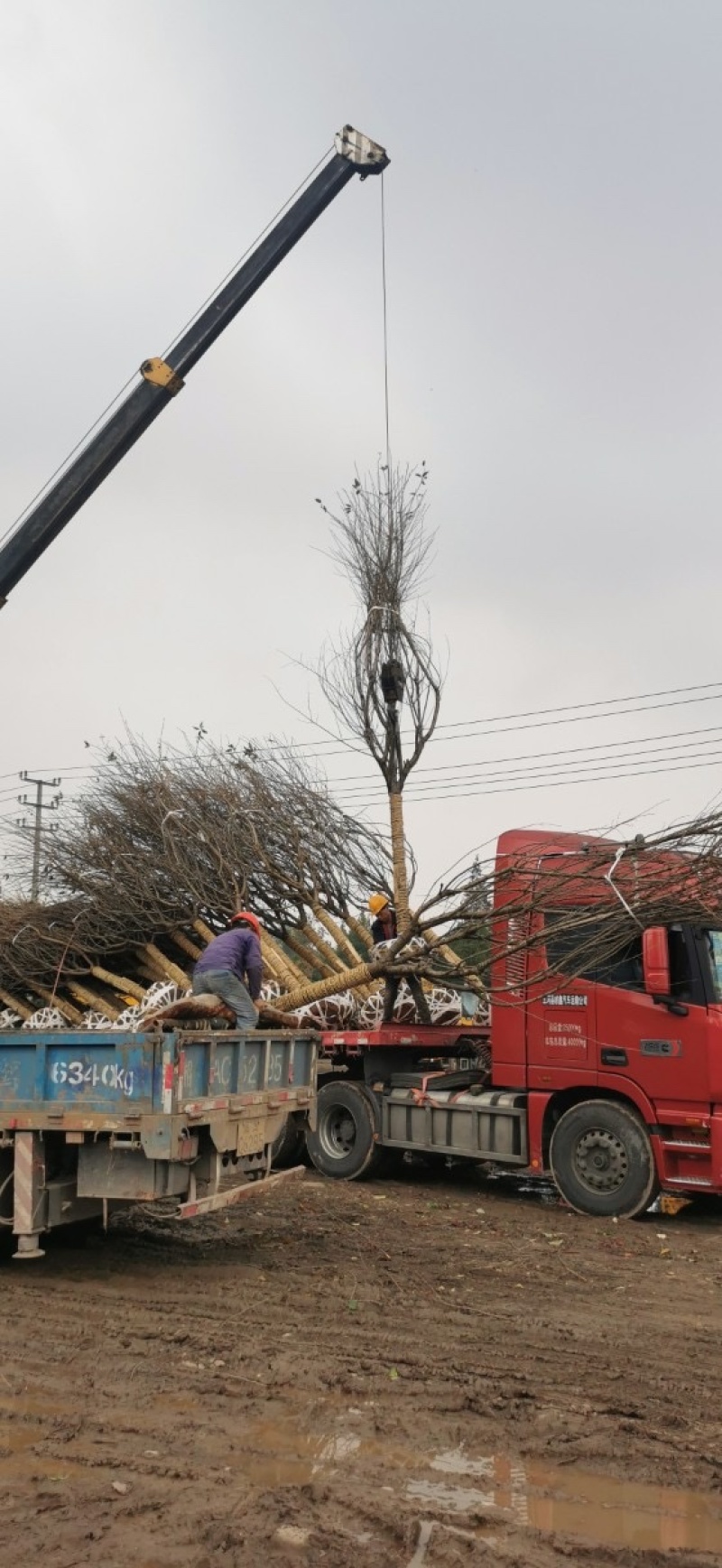 四川日本晚樱花树基地高杆樱花8cm高低分枝樱花树齐全。