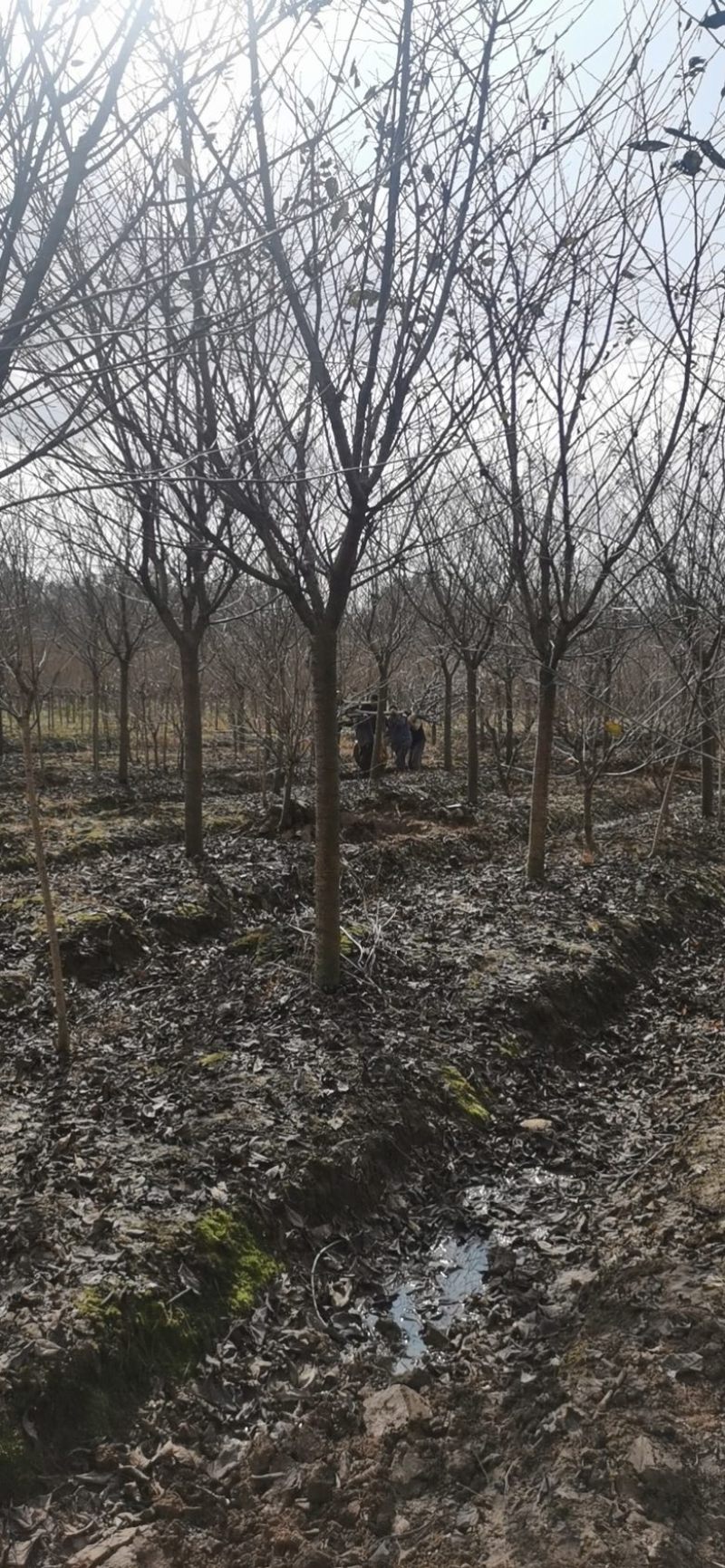 四川日本晚樱花树基地高杆樱花8cm高低分枝樱花树齐全。