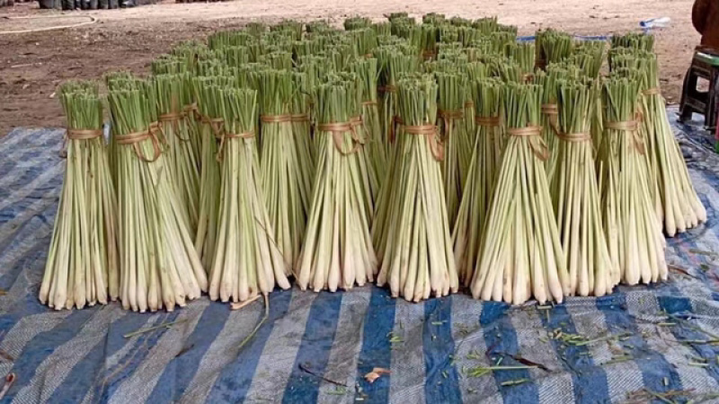 新鲜香茅草食用调料泡茶冬阴功食材香料柠檬草