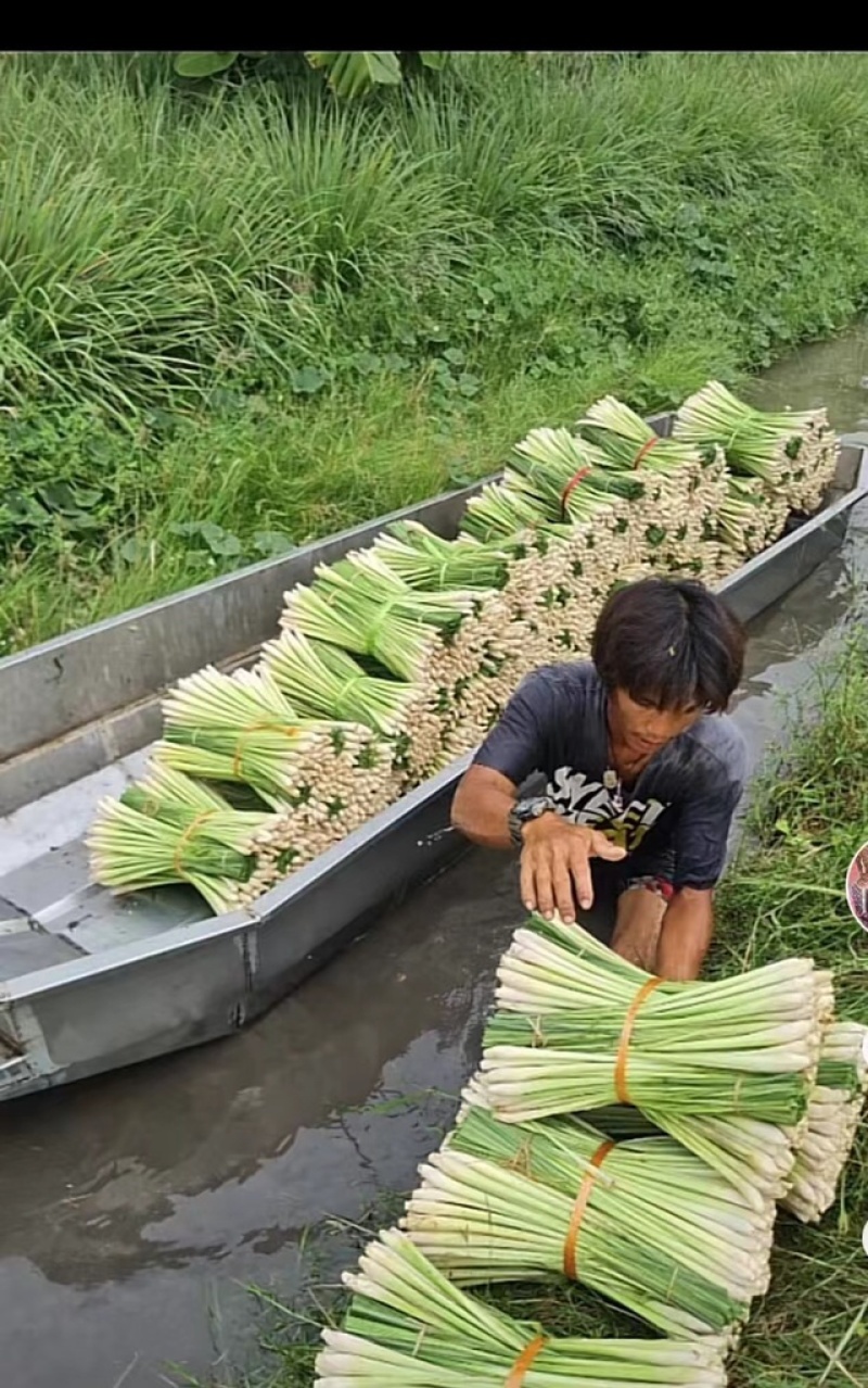 新鲜香茅草食用调料泡茶冬阴功食材香料柠檬草