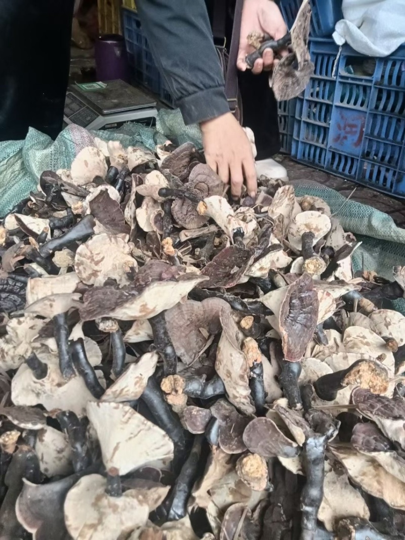 野生灵芝2022年新货灵芝浓浓的香味
