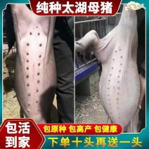 母猪二元母猪长太二元长白母猪苏太母猪太湖母猪