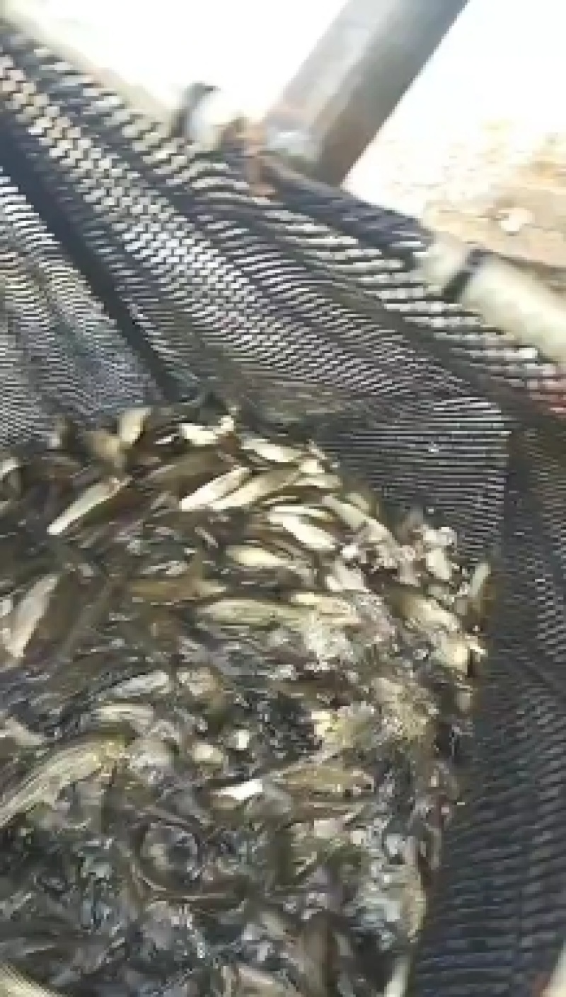 重庆潼南淡水养殖场优良草鱼苗欢迎新老朋友前来光临，草鱼。