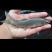 重庆潼南淡水养殖场优良草鱼苗欢迎新老朋友前来光临，草鱼。