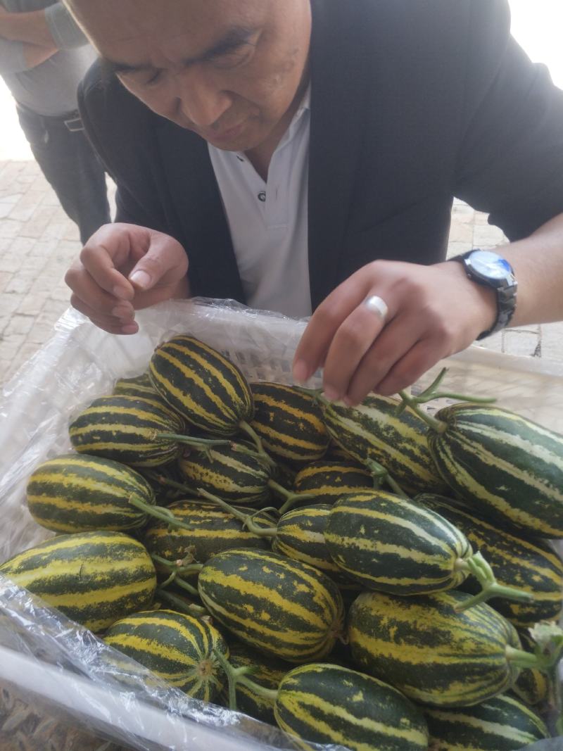甜瓜大量上市了，欢迎前来采购。有博洋系列，羊角各种甜瓜