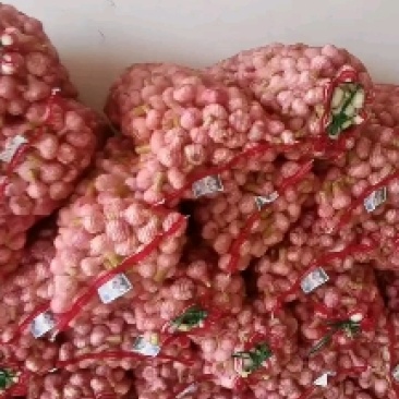 大量供应淮阳扒皮蒜