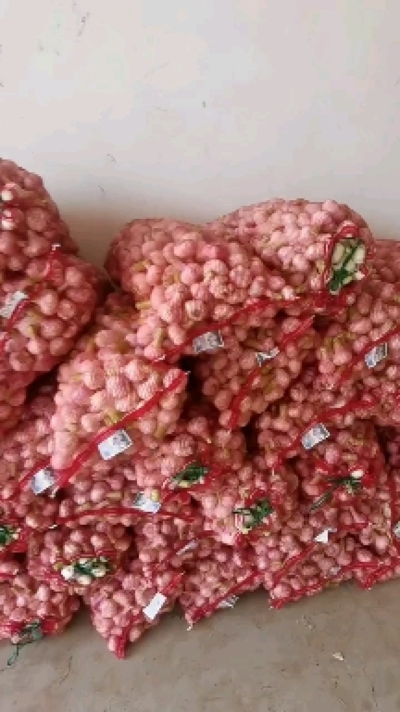 大量供应淮阳扒皮蒜