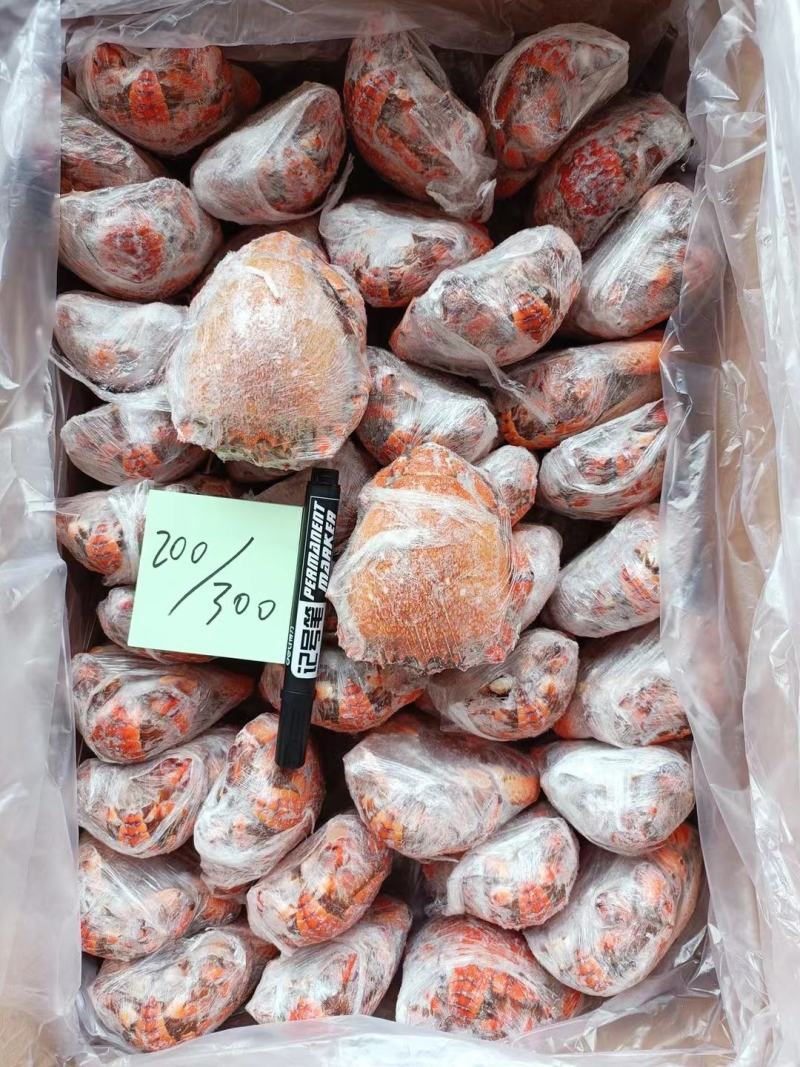 老虎蟹虎头蟹贵妃蟹旭蟹一只300-400克新