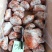 老虎蟹虎头蟹贵妃蟹旭蟹一只300-400克新