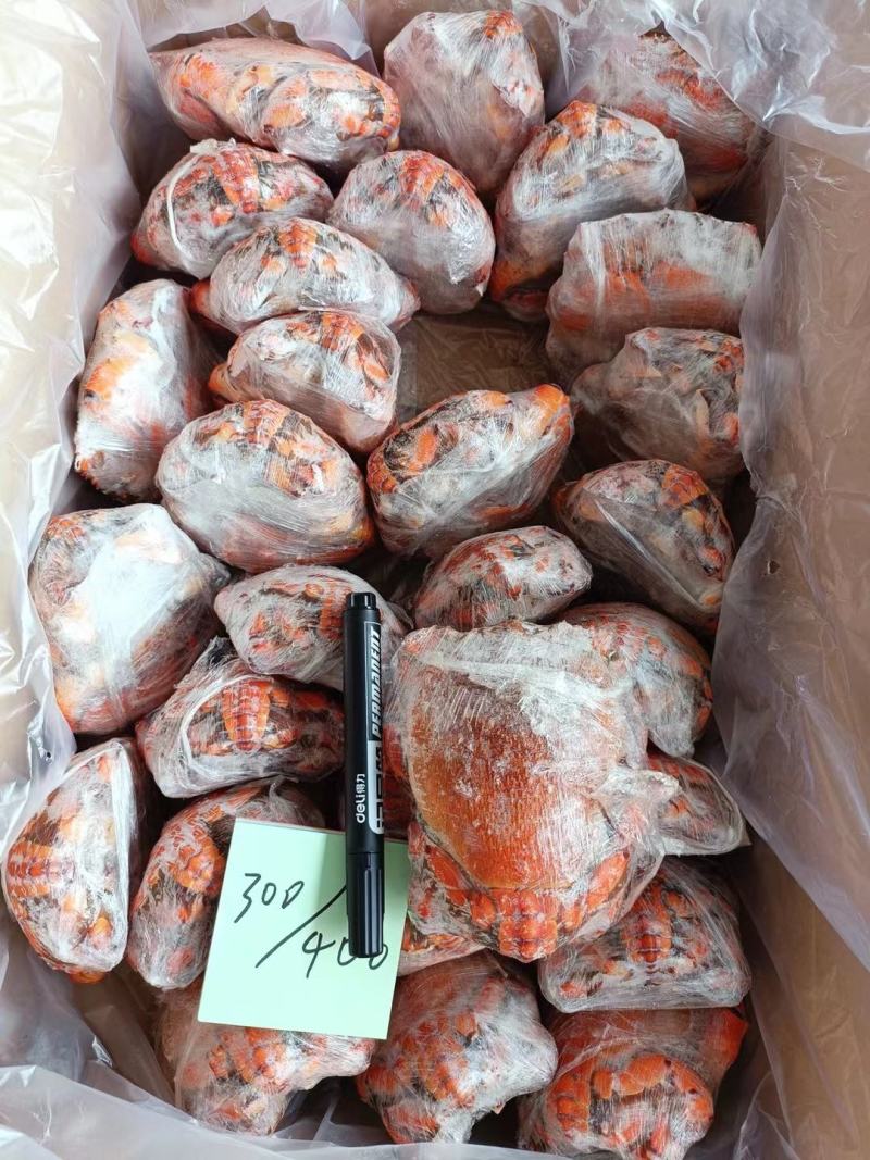 老虎蟹虎头蟹贵妃蟹旭蟹一只300-400克新