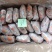 老虎蟹虎头蟹贵妃蟹旭蟹一只300-400克新