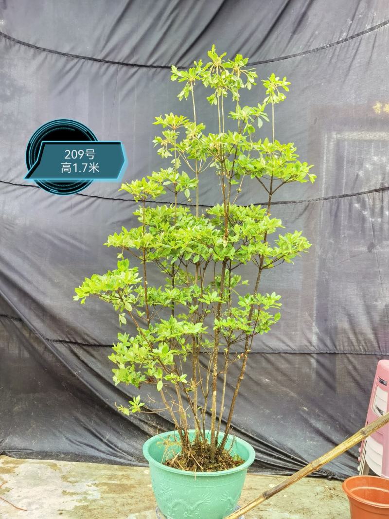 日本吊钟花