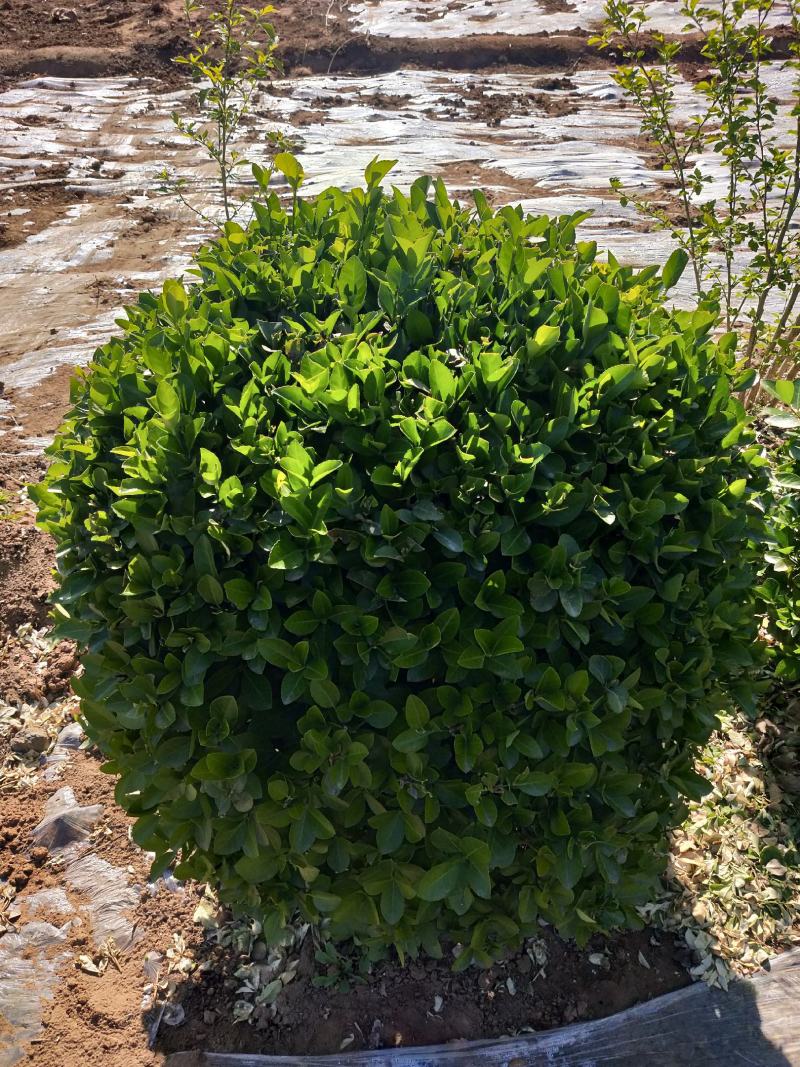 卫矛球