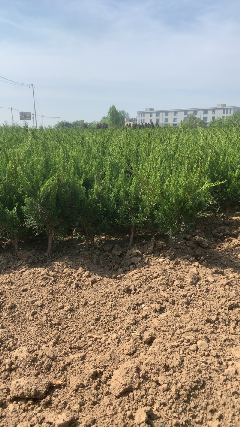 高度45-50精品龙柏，喜阳，稍耐阴喜温暖