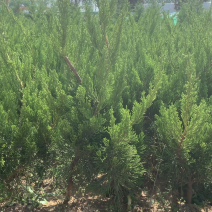高度45-50精品龙柏，喜阳，稍耐阴喜温暖
