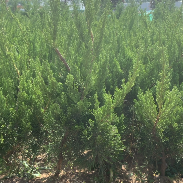 高度45-50精品龙柏，喜阳，稍耐阴喜温暖