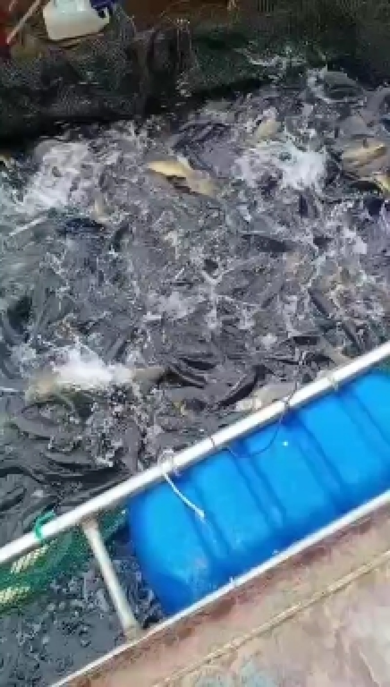 淡水鱼大全