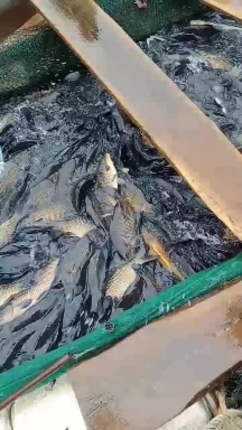 淡水鱼大全