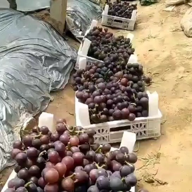 温室乒乓球葡萄大量上市