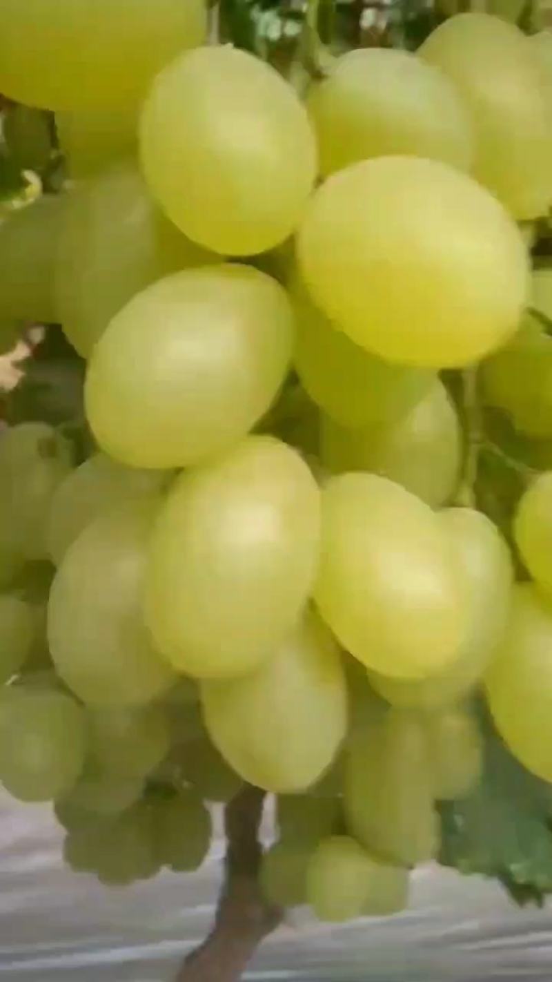 温室乒乓球葡萄大量上市
